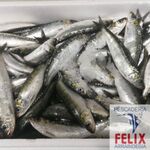 Sardinas