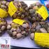 Almeja Fina Gallega